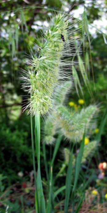 Cynosurus echinatus / Covetta comune