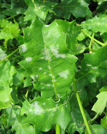 Quercus dalechampii / Quercia di Dalechamps
