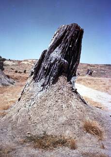 PER CHI SI INTENDE DI GEOLOGIA E PALEONTOLOGIA