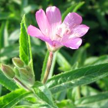 Epilobium hirsutum