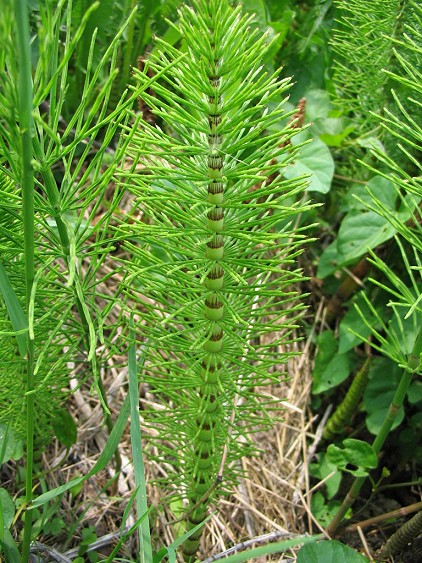Equisetum telmateia