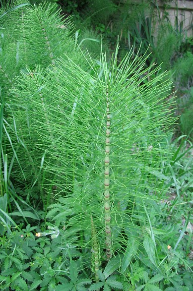 Equisetum telmateia