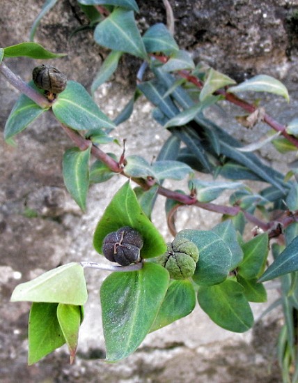 Euphorbia lathyris / Euforbia catapuzia