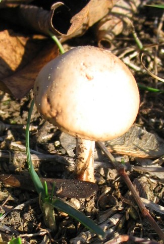 Marasmius ? (Cfr. M. oreades)