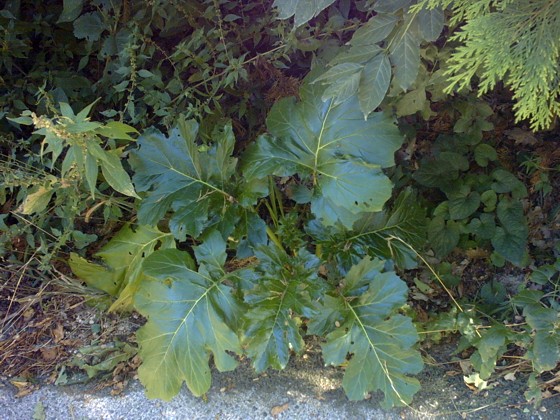 Acanthus mollis / Acanto comune, Branca orsina, Brancalupo