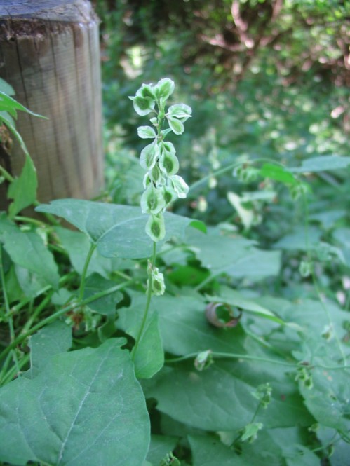 Fallopia dumetorum / Poligono delle siepi