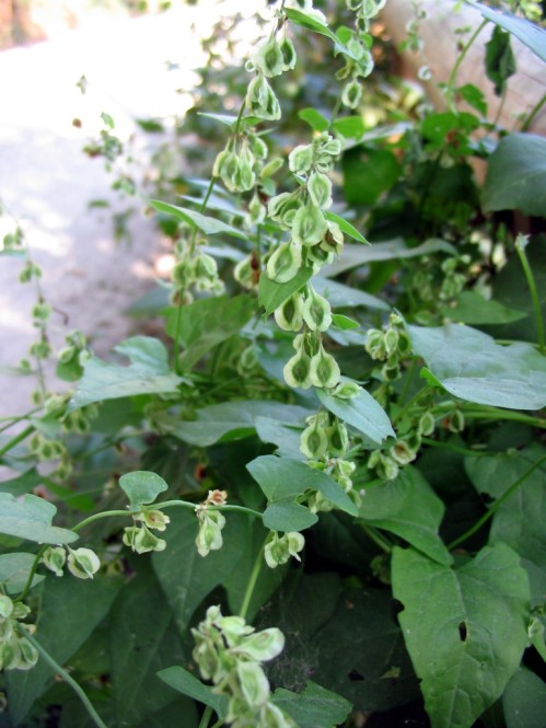 Fallopia dumetorum / Poligono delle siepi