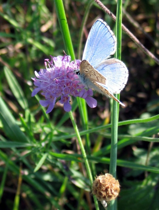 Polyommatus bellargus