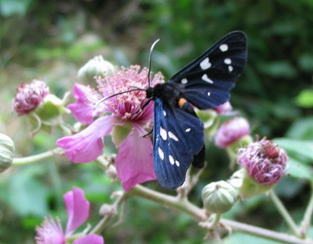 Amata phegea