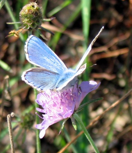 Polyommatus bellargus