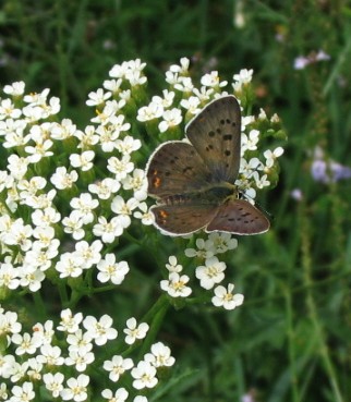 Lycaena tityrus