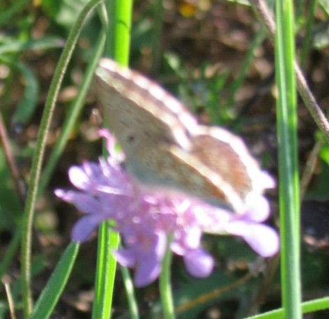 Polyommatus bellargus