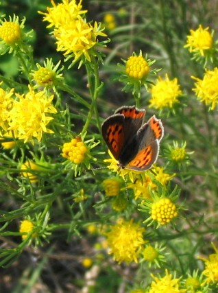 Lycaena phlaeas