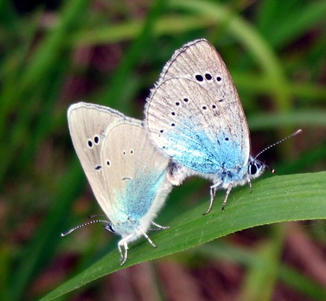 Polyommatus bellargus