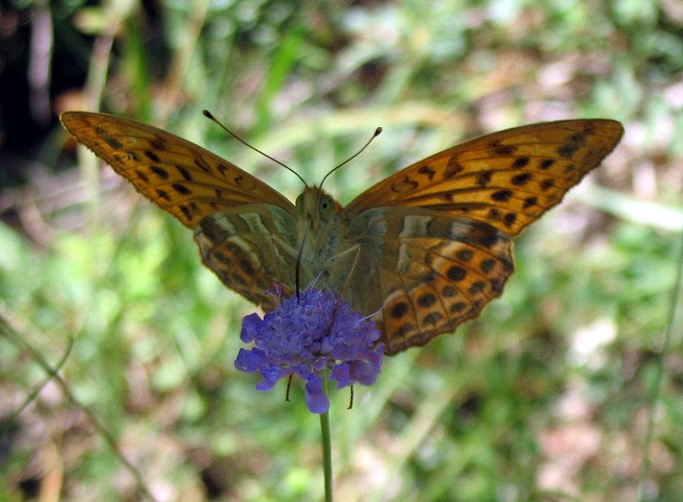 Argynnis paphia