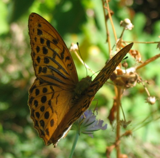 Argynnis paphia