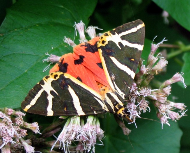 Euplagia quadripunctaria (Lepidoptera, Arctiidae)