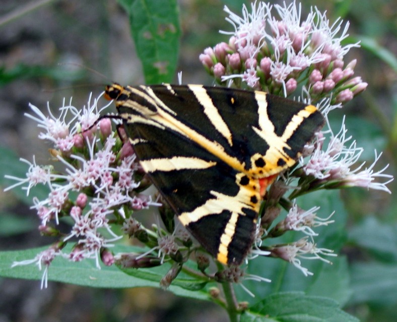 Euplagia quadripunctaria (Lepidoptera, Arctiidae)