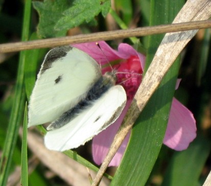 Pieris rapae