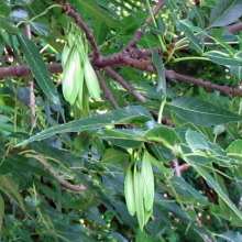 Fraxinus angustifolia?