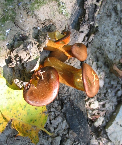 fungo Euganei 14