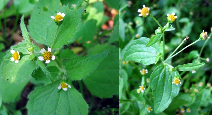 Galinsoga parviflora / Galinsoga comune