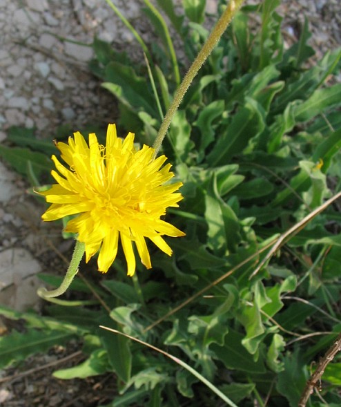 composita gialla
