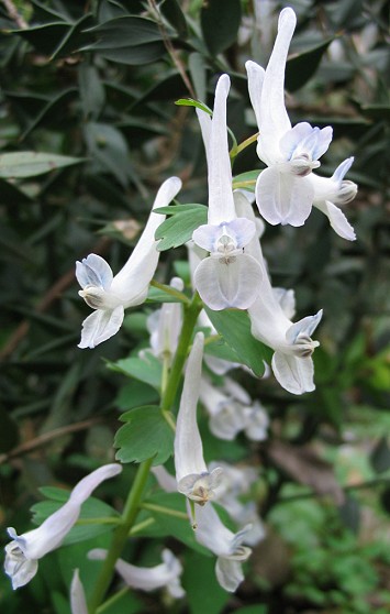 Corydalis spp.