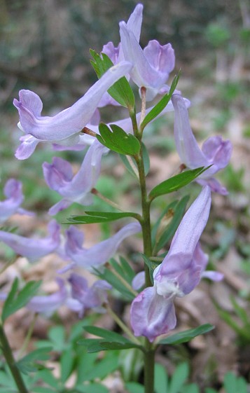 Corydalis spp.