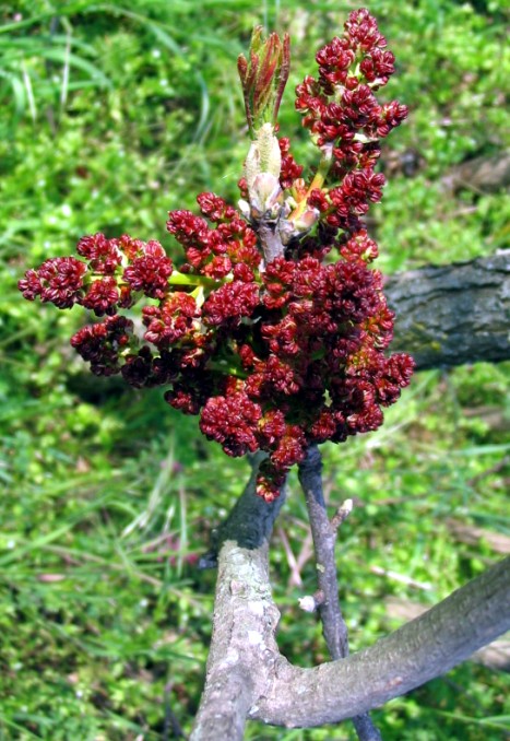 Pistacia terebinthus / Terebinto