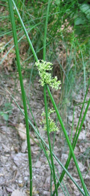 Juncus inflexus