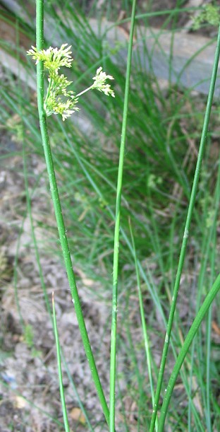 Juncus inflexus