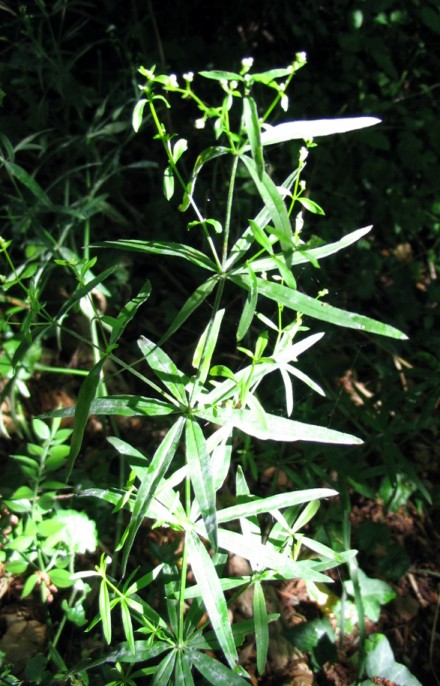 Galium laevigatum ?