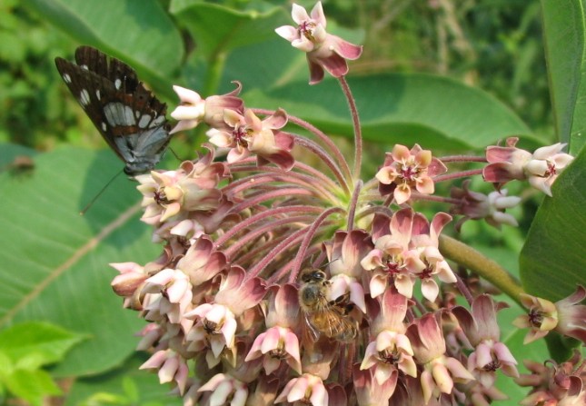 Limenitis reducta