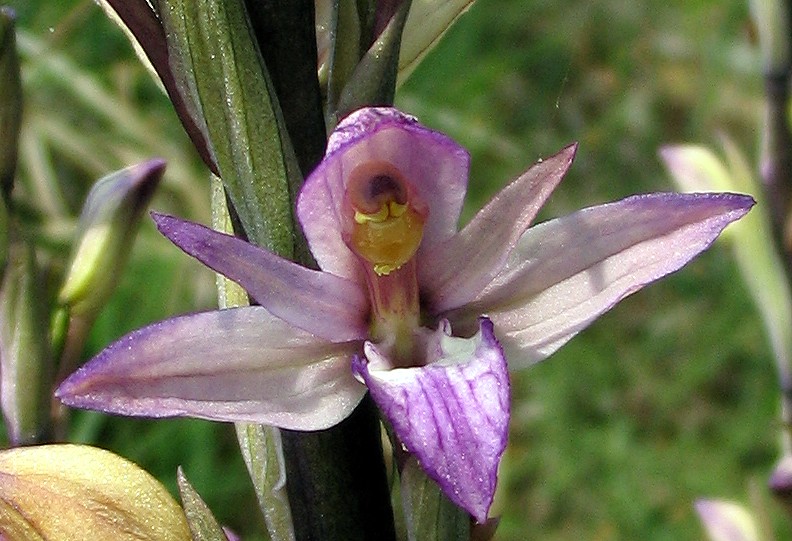 Limodorum abortivum