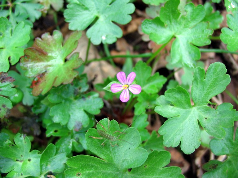 Geranium lucidum / Geranio lucido