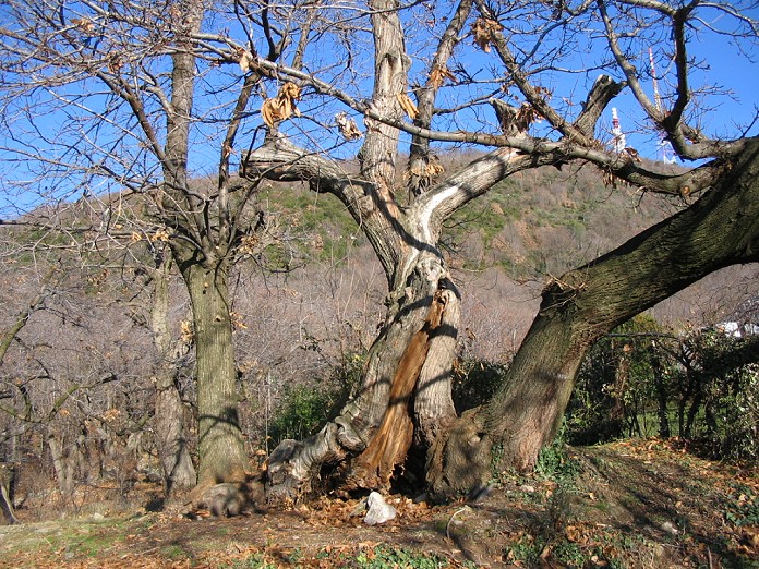 Maronari del Venda / Castanea sativa / Castagno