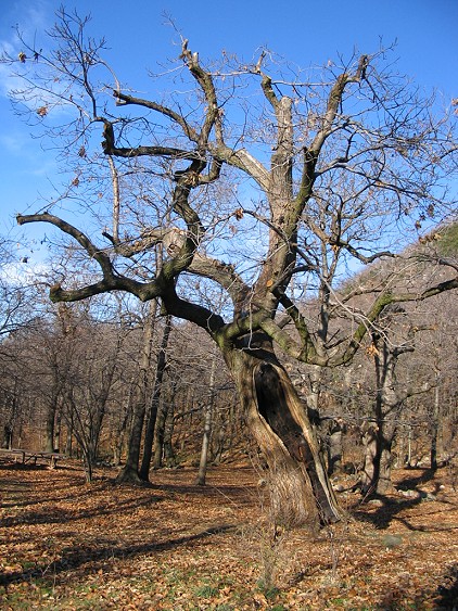 Maronari del Venda / Castanea sativa / Castagno