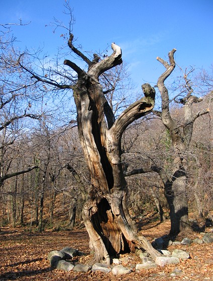 Maronari del Venda / Castanea sativa / Castagno