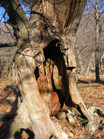 Maronari del Venda / Castanea sativa / Castagno