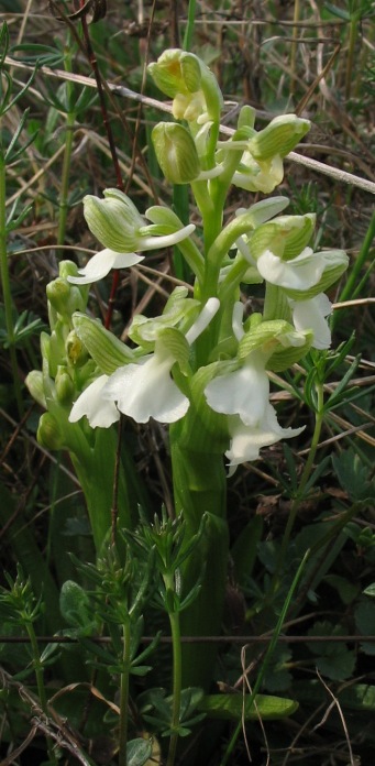 Orchis morio (Apocromia di ...)