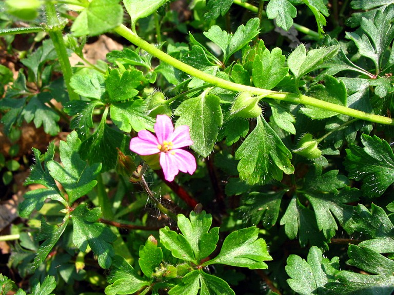 Geranium purpureum / Geranio purpureo