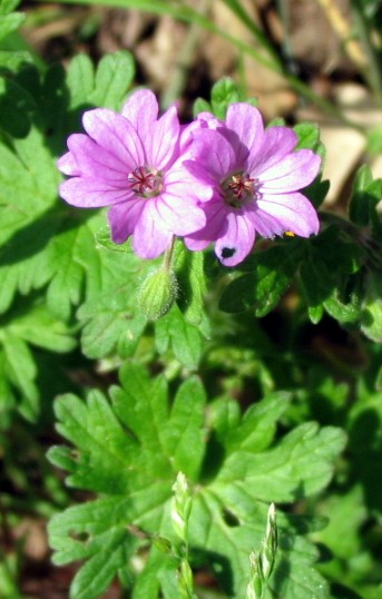 Geranium molle