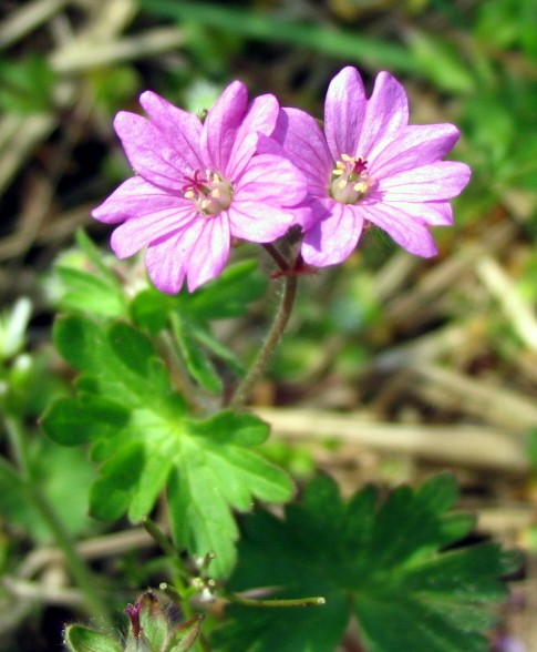 Geranium molle