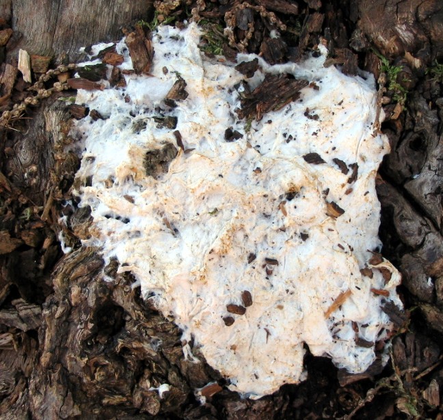 patina bianca