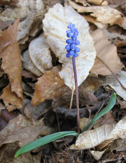Muscari botryoides
