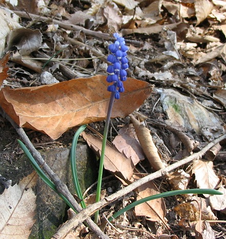 Muscari botryoides