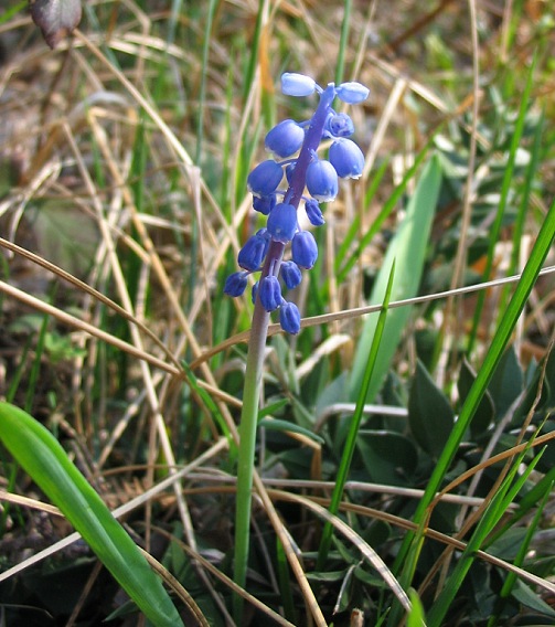 Muscari botryoides