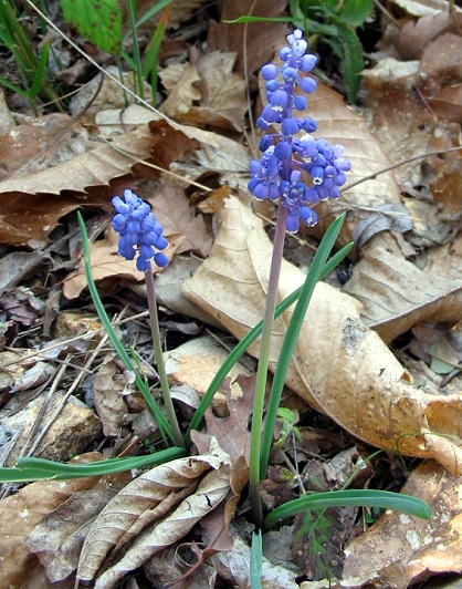 Muscari botryoides