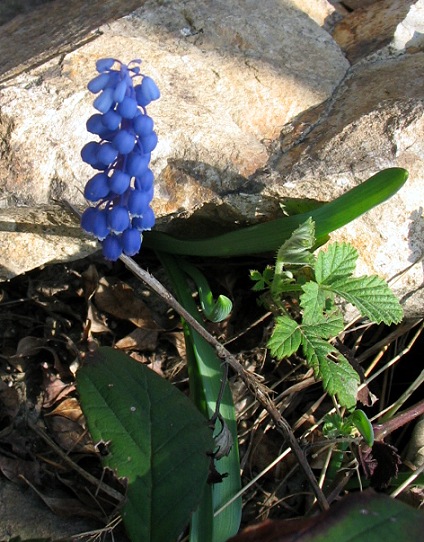 Muscari botryoides
